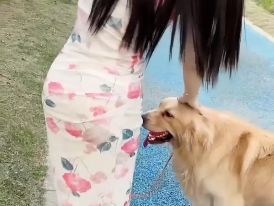 《抖音香香公主与爱犬金毛》科普视频完整版在线免费观看-抖音香香公主与爱犬直播回放网盘资源免费领取-香香公主与爱犬金毛全集高清播放